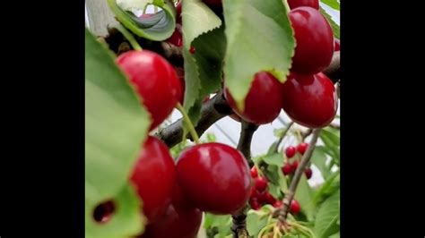 Cherries!! Farm visit. - YouTube