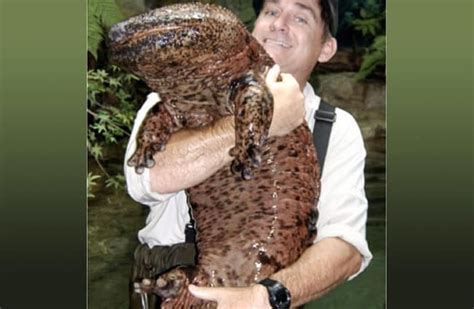 Giant Salamander - Description, Habitat, Image, Diet, and Interesting Facts