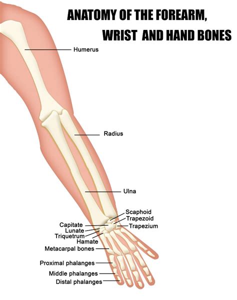 Why Do I Have Ulnar Wrist Pain When Twisting?