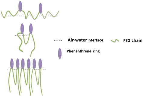 Schematic of adsorbed molecule conformation as surface pressure increased | Download Scientific ...