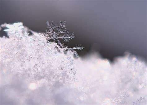 Snowflake Photography