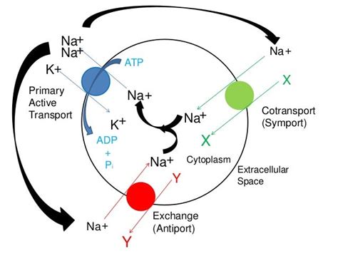 Secondary Active Transport (ANIMATION ONLY)