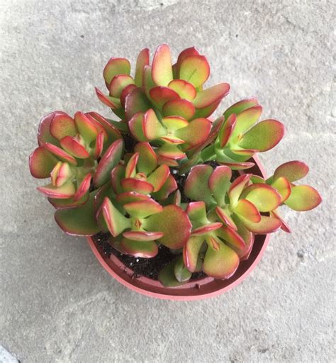 4 Crassula Pink Jade Plant Succulents Live Plants - Etsy