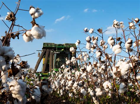 Wandering: Louisiana Cotton Harvest for Bloomberg News