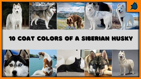 10 Different types of Siberian husky colors and patterns | Part 1 - YouTube