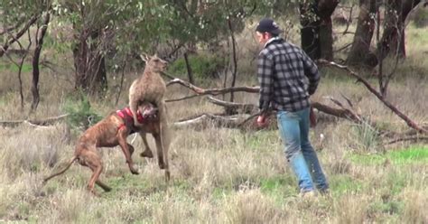 Guy Punches Kangaroo To Try To Free His Dog From Its Strong Chokehold