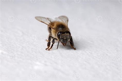 Western Honey Bee in the wall 3749961 Stock Photo at Vecteezy