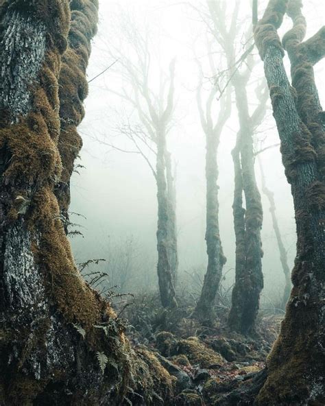 Misty forest | Misty forest, Wild nature, Landscape