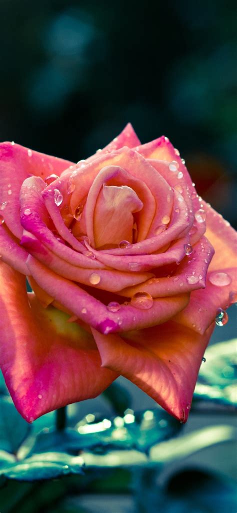 Wallpaper Pink rose, petals, water droplets, leaves 3840x2160 UHD 4K Picture, Image