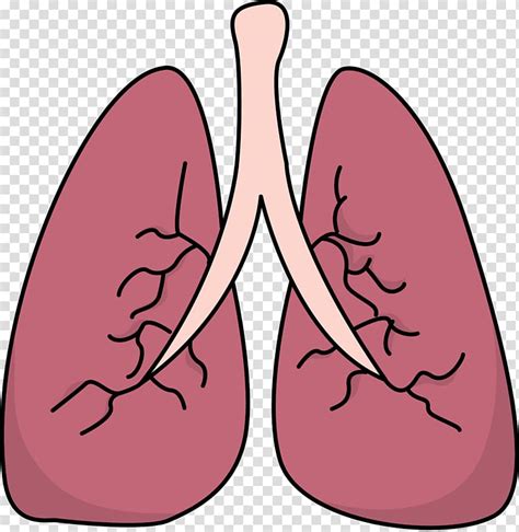 Lungs Clipart Pulmonology Picture 1581851 Lungs Clipart Pulmonology | Images and Photos finder