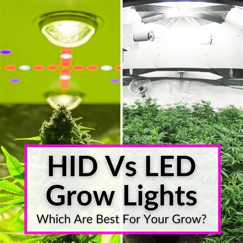 HID Vs LED Grow Lights (Which Are Best For Your Grow?)