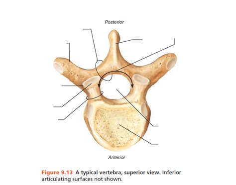 Typical Vertebra Diagram | Quizlet