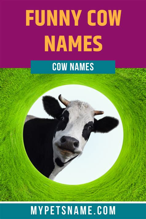 Funny Cow Names | Funny cow names, Cow names, Cows funny