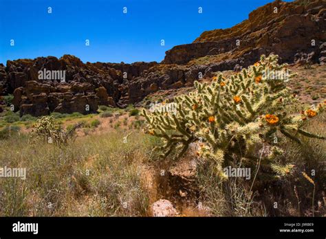 Mojave desert plants hi-res stock photography and images - Alamy