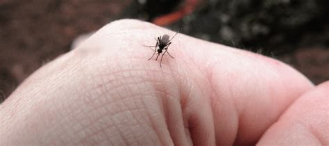 I Have Tiny Black Mosquitoes in My House | ABC Blog