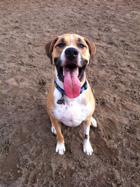 Hi my name is Hank!! I'm a American Bulldog Golden Retriever Mix! | New ...