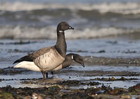 Light-bellied Brent Goose (Branta bernicla hrota) | Winter m… | Flickr