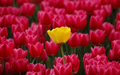 Tulips Red And One Yellow Hd Wallpaper | Wallpaperbetter