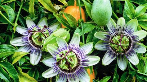 Verger exotique: les arbres fruitiers à cultiver dans votre jardin - Femmes d'Aujourd'hui