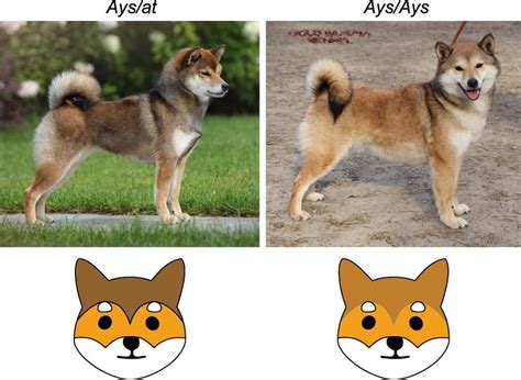 Incomplete dominance of the Ays allele over the at allele in red sesame ...