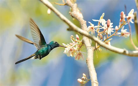 Observar la innumerable cantidad de aves de Cuba | Evaneos