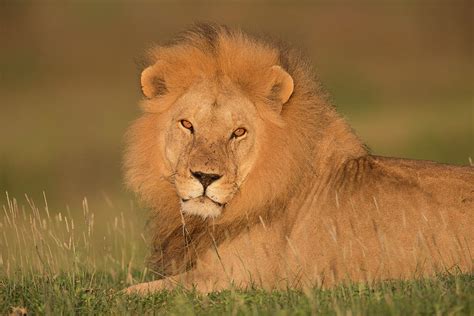 Male Lion At Sunrise by Michael J. Cohen, Photographer