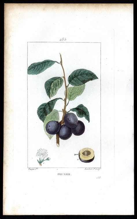 Prunier - Plum-Tree - Pflaumenbaum. by Chaumeton, François Pierre (1775-1819).: Art / Print ...