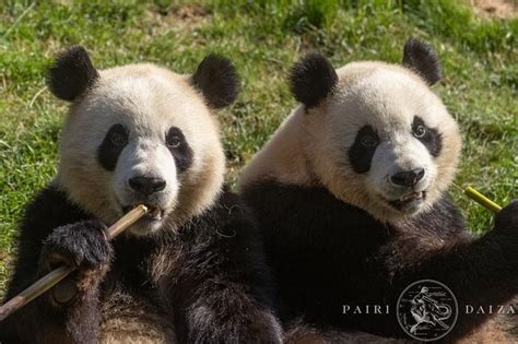 Giant panda twins celebrate third birthday in Belgium | The Straits Times