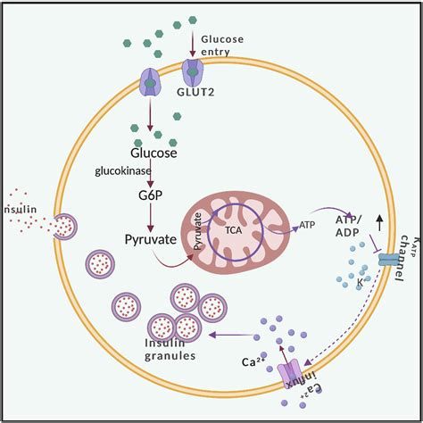 Pancreatic Beta-cell Dysfunction in Type 2 Diabetes - Phyu Phyu Khin ...