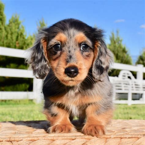 dachshunds for sale nsw - Yyesod9 Industrialrevolution