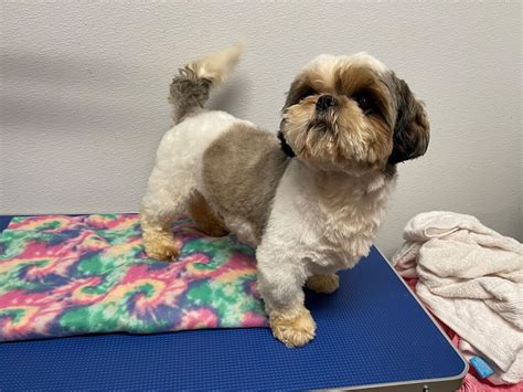 Shih Tzu Puppies For Sale Nj - ViassildNews