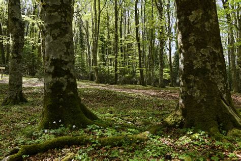 Foresta Umbra (2) | Gargano | Pictures | Italy in Global-Geography