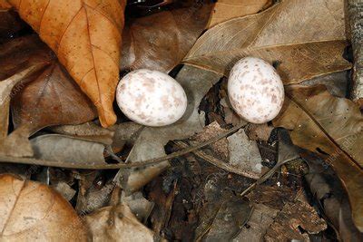 Nightjar eggs - Stock Image - C001/9697 - Science Photo Library