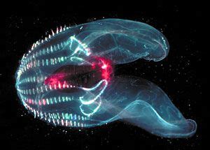 deep sea creatures bioluminescence - Google Search | Deep sea life, Deep sea creatures ...