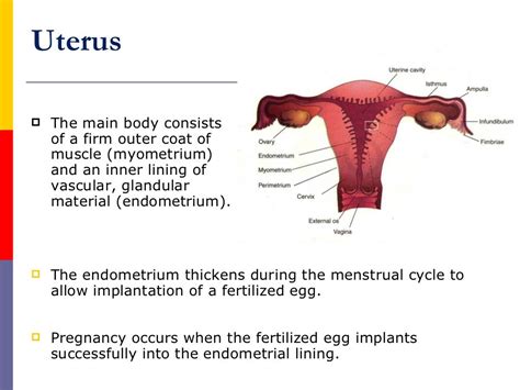 Female Reproductive System