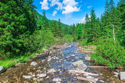 Mountain Stream in the Forest, Scenic Landscape Stock Photo - Image of ...