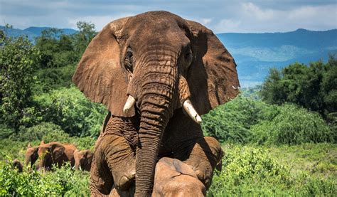 The older you get, the harder you seek: the mating secrets of Africa's bull elephants ...