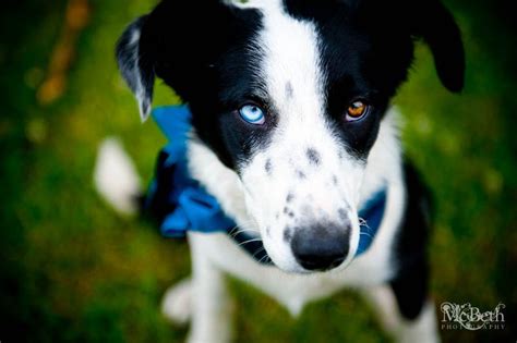 McBeth Photography Blog | Different colored eyes, Dogs, Dog pictures