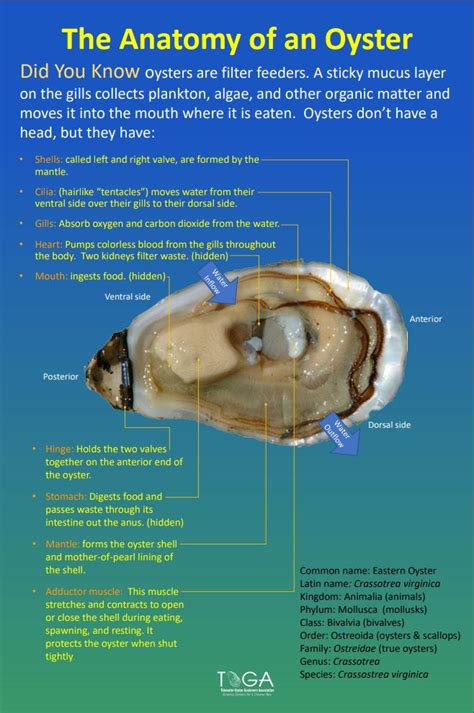 About Oysters | TOGA