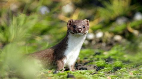 Jumping Slugs! And Other Unique Animals of Olympic National Park ...