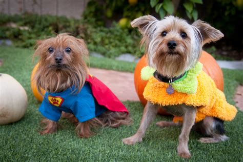 Yorkie Dog Halloween Costumes - Yorkie.Life