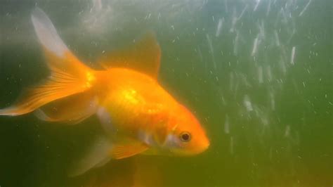 Pregnant Aquarium Goldfish || Goldfish pregnant - YouTube