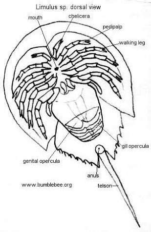 CHELICERIFORMES (Quelicerado) - Classe Merostomata. / CHELICERIFORMES ...