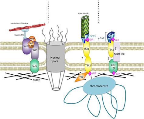 | Hypothetical model for a new type of nucleocytoplasmic bridges... | Download Scientific Diagram