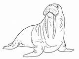 Walrus Coloring Vector Art Icons And Graphics For Free Download sketch template