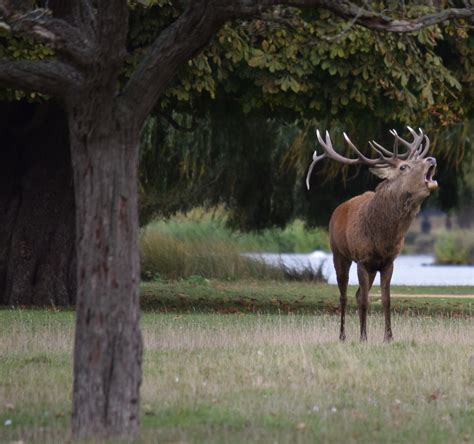 Red deer during the rutting season in Bushy Park | Heather Smithers ...