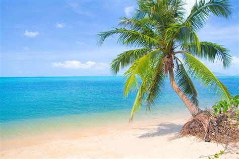 Photo Beach Sea Nature Palms Horizon Trees