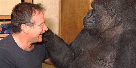 Koko The Gorilla Misses Robin Williams (So Do We, Koko) | HuffPost