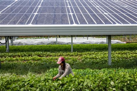 The Potential of Agrivoltaics for the U.S. Solar Industry, Farmers, and Communities | Department ...