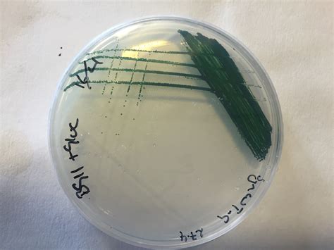 Team:CLSB-UK/Project/Synechocystis/About - 2016.igem.org